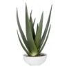 Evarado Aloe Planter