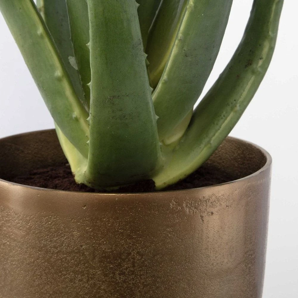 Arabia Aloe Planter 4 Arabia Aloe Planter - Image 4