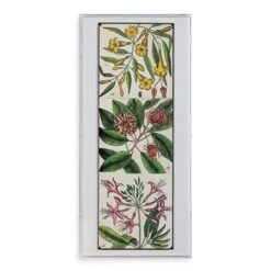 Catesby Botanical Artwork