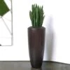 Sansevieria Barrel Plant