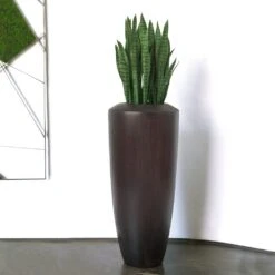 Sansevieria Barrel Plant