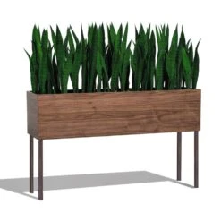 Sansevieria In Rectangle Planter With Legs
