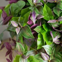 Wandering Dude & Philodendron In Pomeii Planter - LG -France and So Furniture HY2087 26 detail2 1500x1500 990f5060 1ef6 4f18 ae6c f7d29035aef9