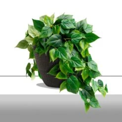 Philodendron Green Heart Leaf In Nama Planter - Large