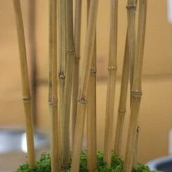 Bamboo Tree In Kawa Planter -France and So Furniture HY7875 Detail1 635x635 38b8b74f e972 4148 bb00 7f5e297c14c4