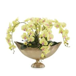 Limelight Orchids -