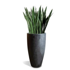Sansevieria In Kawa Planter -France and So Furniture Kawa SanseveriaBudget Black 635x635 ffbb46b6 892b 4420 bf38 5a484931347b