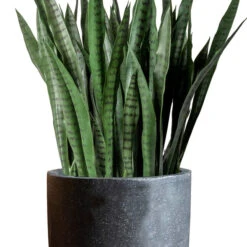 Sansevieria In Kawa Planter -France and So Furniture Kawa SanseveriaBudget Black CU 1 635x635 e8b80a15 4201 437d 9c0b 00c2694dc0a3