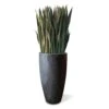 Sansevieria In Kawa Planter