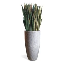 Sansevieria In Kawa Planter -France and So Furniture Kawa SanseveriaFULL White Rev2 1500x1500 37cd8ebb e847 41e1 9359 0f2b45acaa31