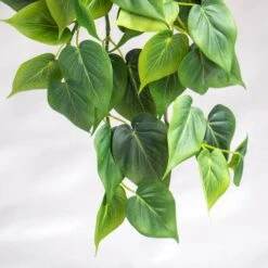 Philodendron Green Heart Leaf In Nama Planter - Large -France and So Furniture PB2021 20GN 4 635x635 4b5acbaf 8f9a 47d7 85f2 7a9d6c37bb6b