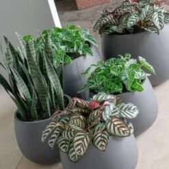 Sansevieria In Puddle Planter Grey - SM -France and So Furniture Puddle HY Group 1500x1500 913c04d1 1831 4b48 bece 5fc740d0b56b