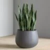 Sansevieria In Puddle Planter Grey - SM