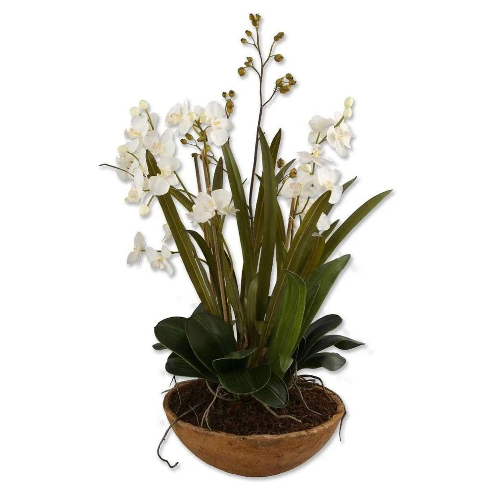 Moth Orchid Planter 1 Moth Orchid Planter