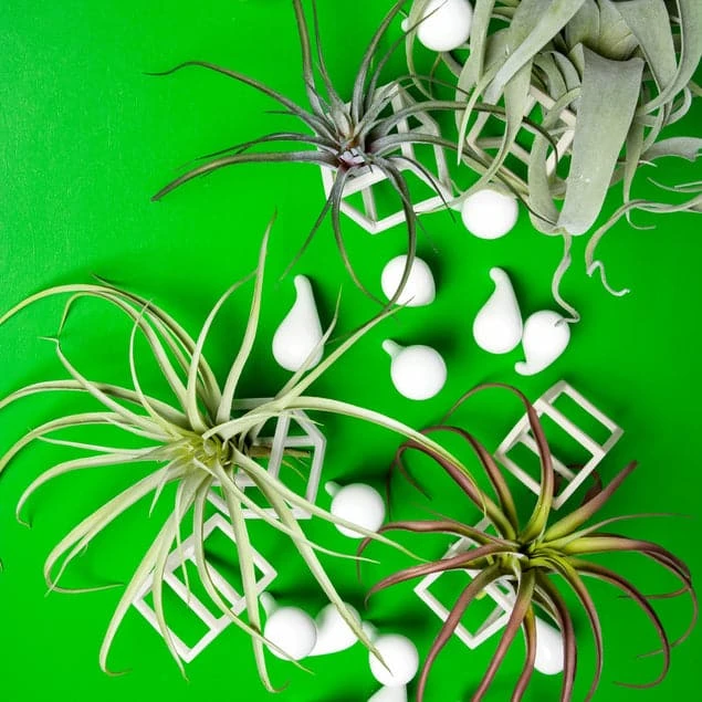 Green Wall, Tillandsia Mix W/ Cubical & Fig Wall Play 2 Green Wall, Tillandsia Mix W/ Cubical & Fig Wall Play - Image 2