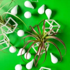 Green Wall, Tillandsia Mix W/ Cubical & Fig Wall Play 7 Green Wall, Tillandsia Mix W/ Cubical & Fig Wall Play -France and So Furniture fig cubical wall play w airplants alt2 636x635 62e8e007 c5c6 4f84 8c11 1a829a1168d3