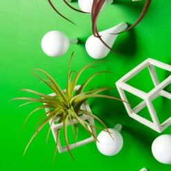 Green Wall, Tillandsia Mix W/ Cubical & Fig Wall Play 6 Green Wall, Tillandsia Mix W/ Cubical & Fig Wall Play -France and So Furniture fig cubical wall play w airplants alt3 635x635 e3c18d21 ffa7 4eee a15f fe5fa0ff93ba