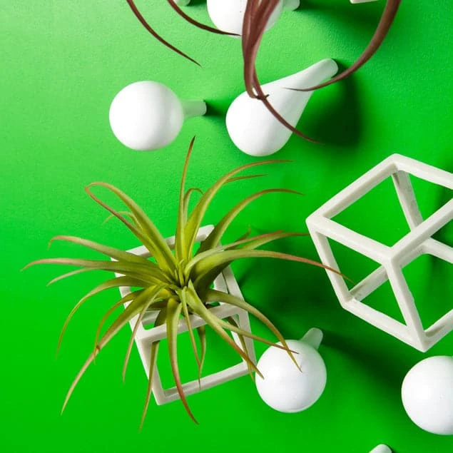 Green Wall, Tillandsia Mix W/ Cubical & Fig Wall Play 3 Green Wall, Tillandsia Mix W/ Cubical & Fig Wall Play - Image 3