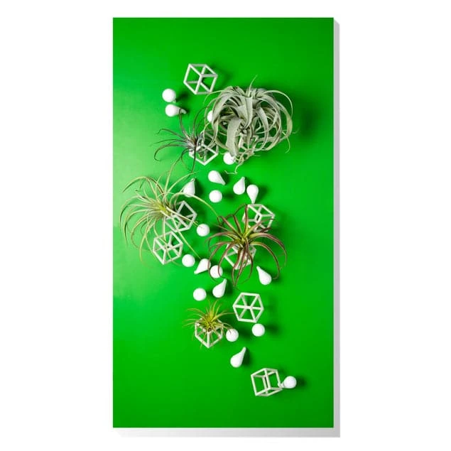 Green Wall, Tillandsia Mix W/ Cubical & Fig Wall Play 1 Green Wall, Tillandsia Mix W/ Cubical & Fig Wall Play