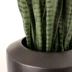 Sansevieria Barrel Plant -France and So Furniture hy1500 sm detail1 1500x1500 1bc99c4a 1543 4cc0 8f62 88f5c5b85d8a