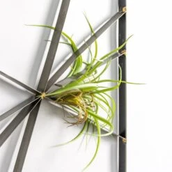 Intersect Wall Art W/Tillandsia -France and So Furniture hy3632 1 alt2 635x635 263e2b9d fd4c 4c51 8556 72ae503f1530