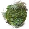 Moss Sphere With California Mix