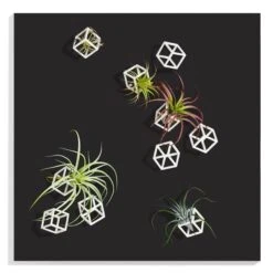 Green Wall, Tillandsia Mix W/ Cubical Wall Play
