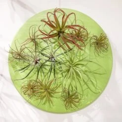 Green Wall, Air Plant Mix