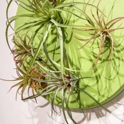 Green Wall, Air Plant Mix -France and So Furniture hy8802 s alt1 635x635 e6d6422a 3f2b 48e4 9bf7 cb9a6111d23a