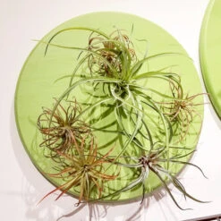 Green Wall, Air Plant Mix -France and So Furniture hy8802 s life1 635x635 1497a83e 058b 40c6 9549 f3d134e0e700