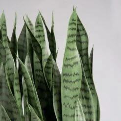 Sansevieria In Kawa Planter -France and So Furniture hy9451 38 detail1 1 1291x1291 986497a8 4d6b 44e3 bf9f 5e19d1d9a9a1