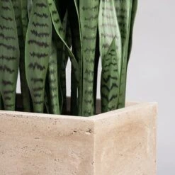 Sansevieria In Urbano Rectangle Planter -France and So Furniture hy9451 38 detail2 635x635 c467e6d7 a9cd 417e a302 fa14e88fac7a