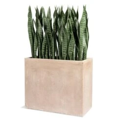 Sansevieria In Urbano Rectangle Planter