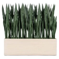 Sansevieria In Whitewash Rectangle Planter